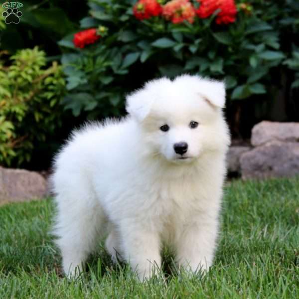 Riley, Samoyed Puppy