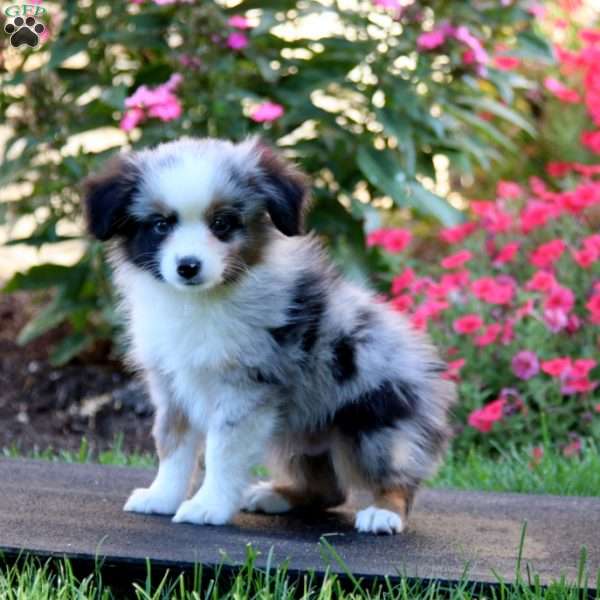 Riley, Miniature Australian Shepherd Puppy