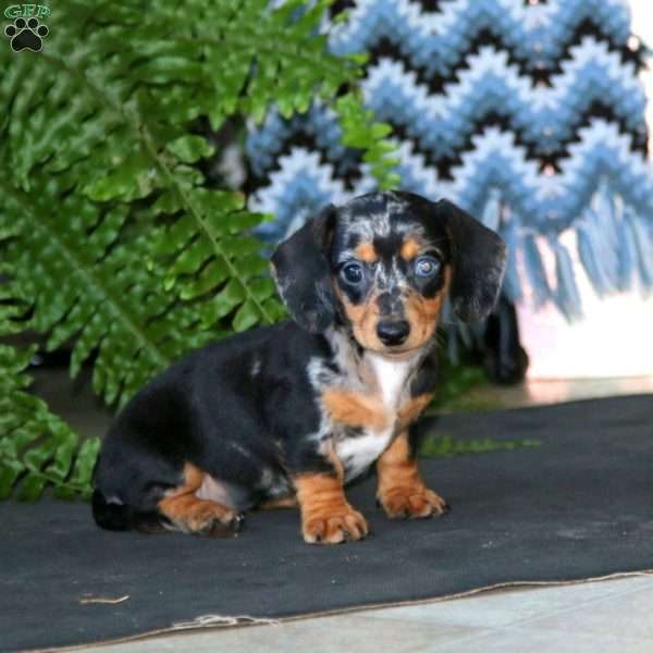 Rilynn, Dachshund Puppy