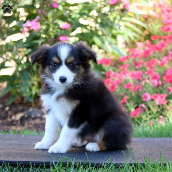 Rilynn, Miniature Australian Shepherd Puppy