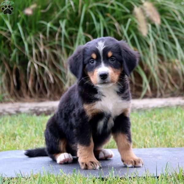 Rilynn, Bernese Mountain Dog Puppy