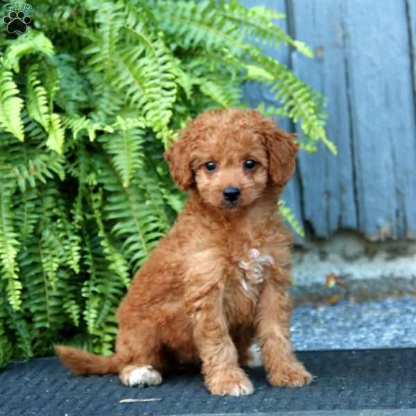 Rilynn, Mini Goldendoodle Puppy