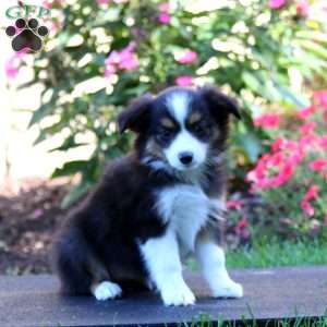 Rilynn, Miniature Australian Shepherd Puppy