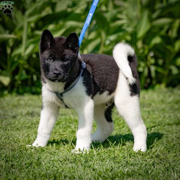 Rinjo, Akita Puppy