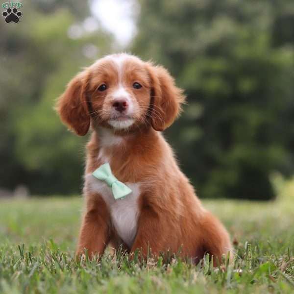 Rio, Cavapoo Puppy