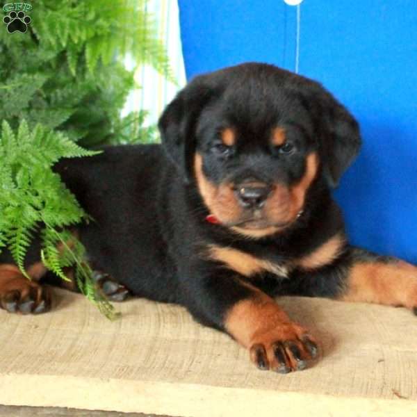 Rio, Rottweiler Puppy