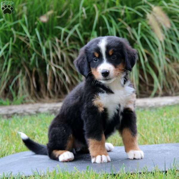 Ripple, Bernese Mountain Dog Puppy