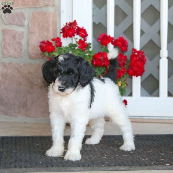 Ripple, Labradoodle Puppy