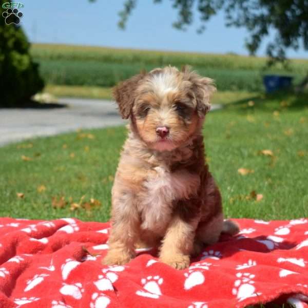 Ripples, Mini Bernedoodle Puppy