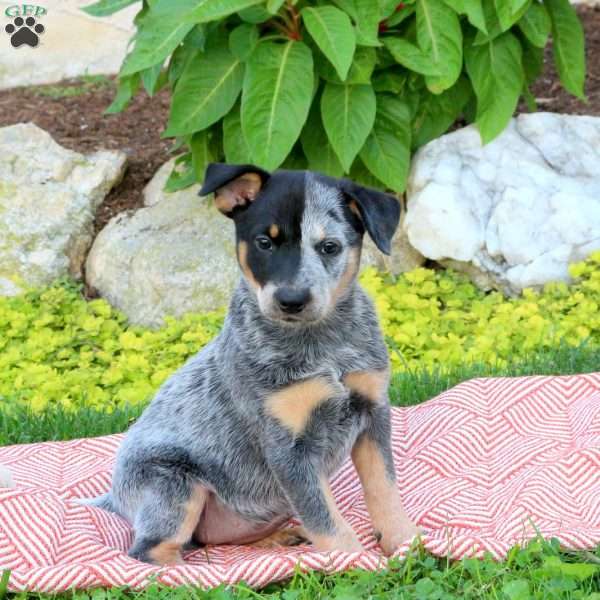 Rita, Blue Heeler – Australian Cattle Dog Puppy