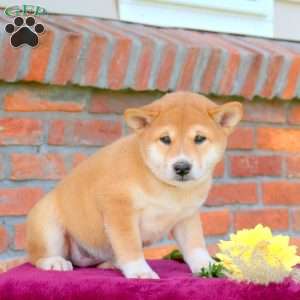 River, Shiba Inu Puppy