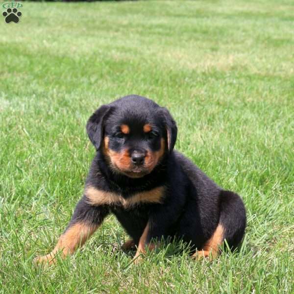 River, Rottweiler Puppy