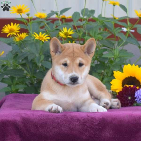 River, Shiba Inu Puppy