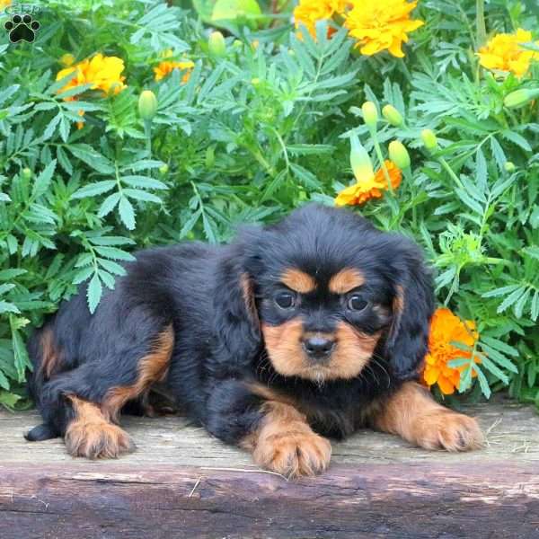 River, Cavalier King Charles Spaniel Puppy