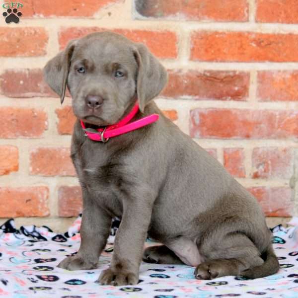 River, Silver Labrador Retriever Puppy