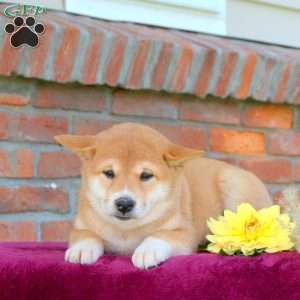 River, Shiba Inu Puppy