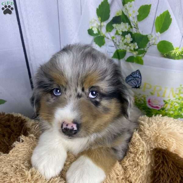 Randall, Miniature Australian Shepherd Puppy