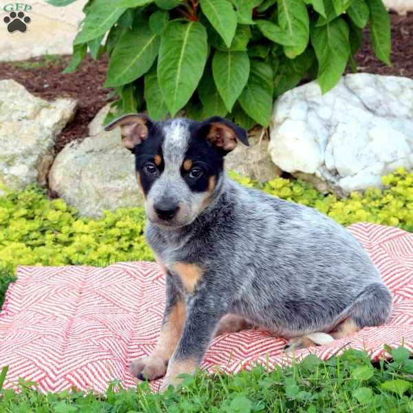 Robert, Blue Heeler – Australian Cattle Dog Puppy