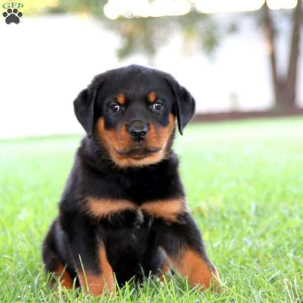 Robert, Rottweiler Puppy