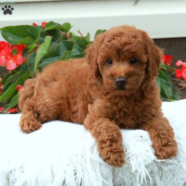 Rocco, Toy Poodle Puppy