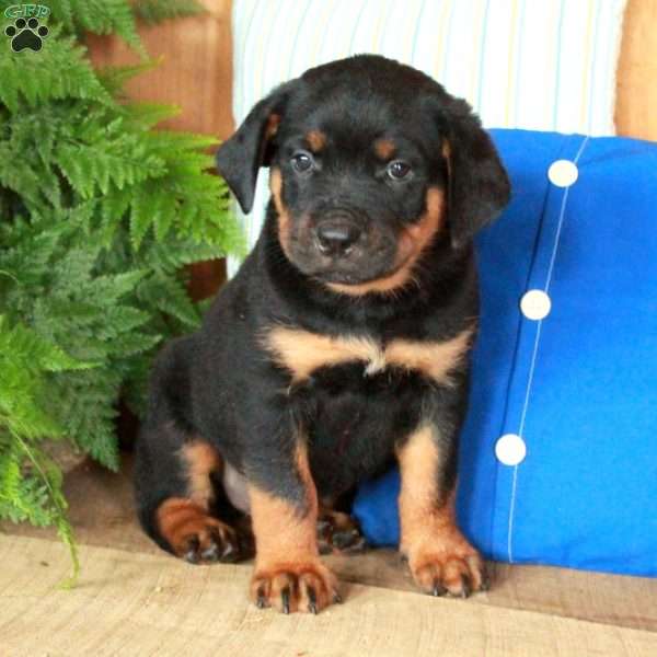 Rocco, Rottweiler Puppy