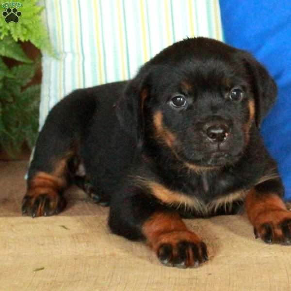 Rochelle, Rottweiler Puppy