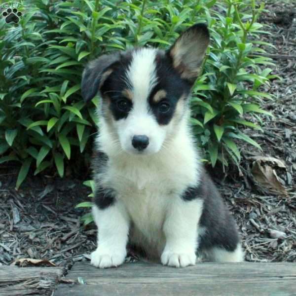 Rocky, Pembroke Welsh Corgi Puppy