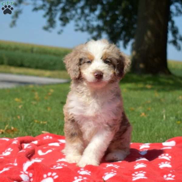 Rocky, Mini Bernedoodle Puppy