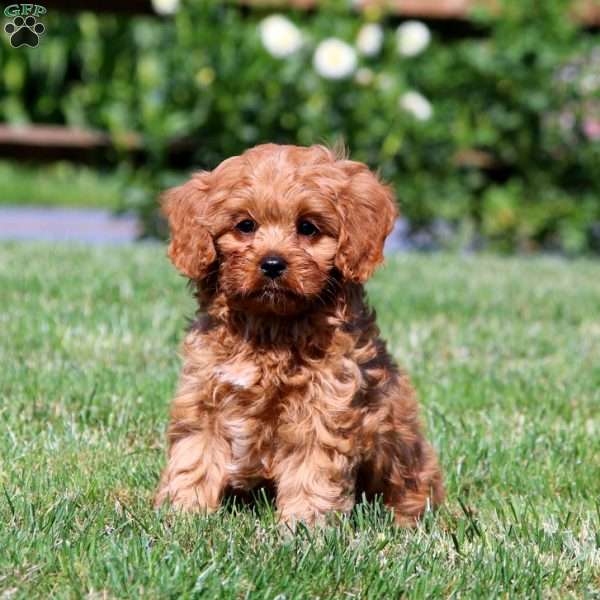 Rocky, Cavapoo Puppy