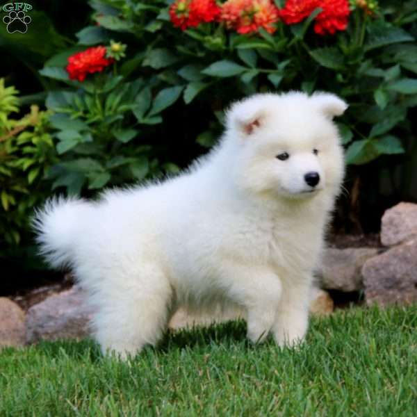 Rodger, Samoyed Puppy