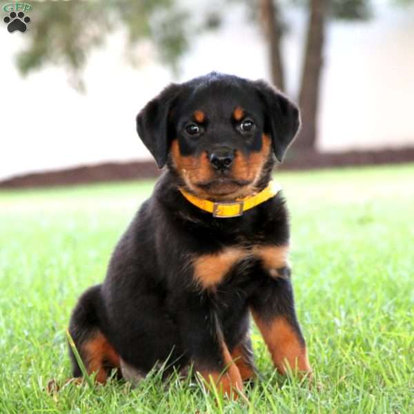 Rodger, Rottweiler Puppy