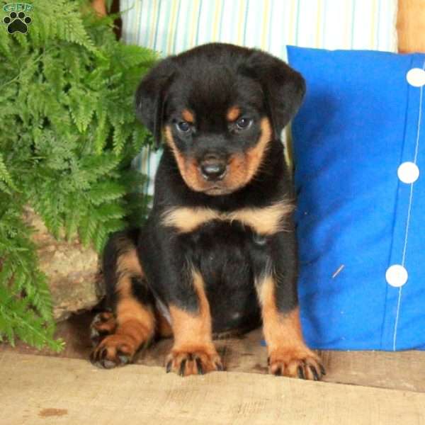 Rollo, Rottweiler Puppy