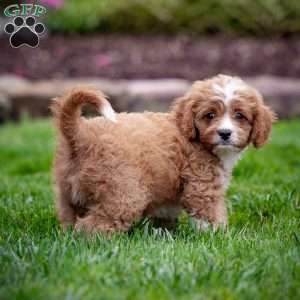 Romeo, Cavapoo Puppy