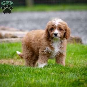 Romeo, Cavapoo Puppy