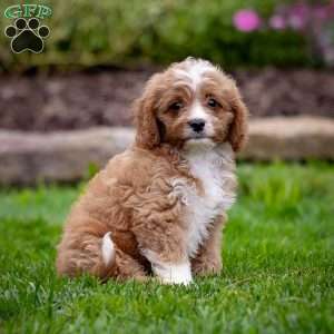 Romeo, Cavapoo Puppy