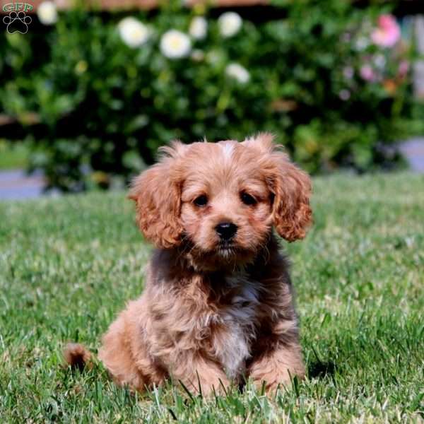 Ronnie, Cavapoo Puppy