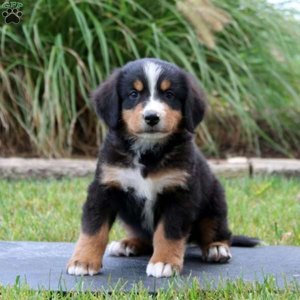 Rookie, Bernese Mountain Dog Puppy