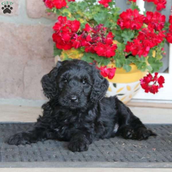 Rookie, Labradoodle Puppy