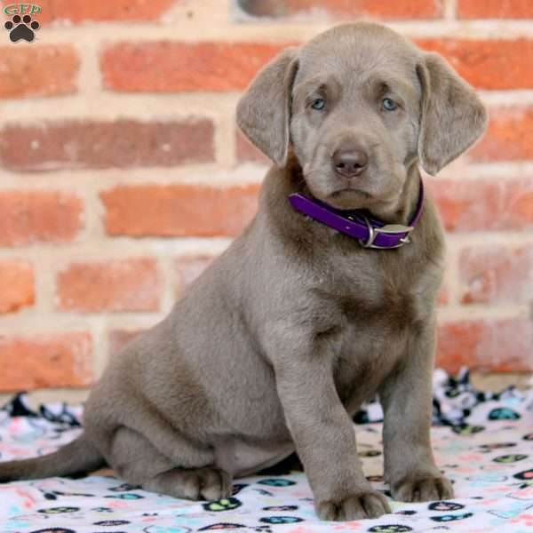 Rory, Silver Labrador Retriever Puppy