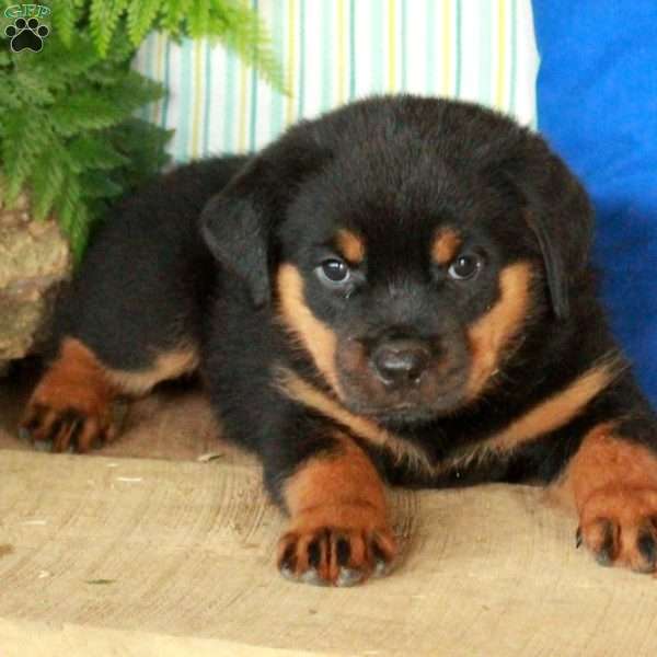 Rory, Rottweiler Puppy