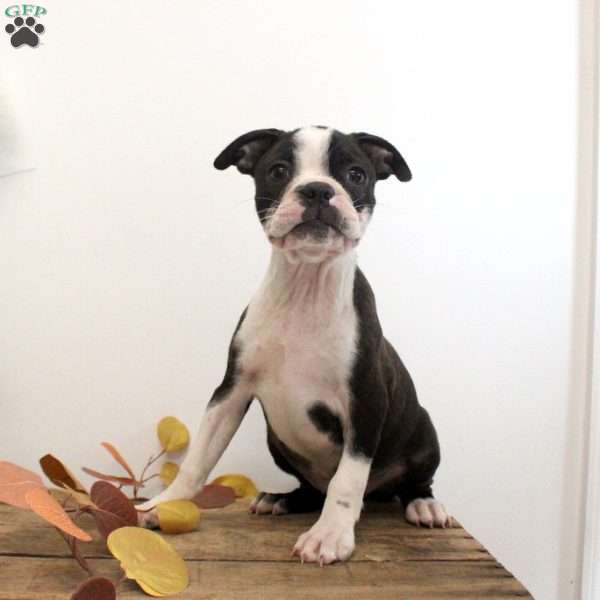 Rory, Boston Terrier Puppy