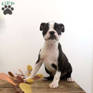 Rory, Boston Terrier Puppy