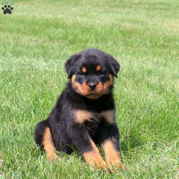 Rosa, Rottweiler Puppy