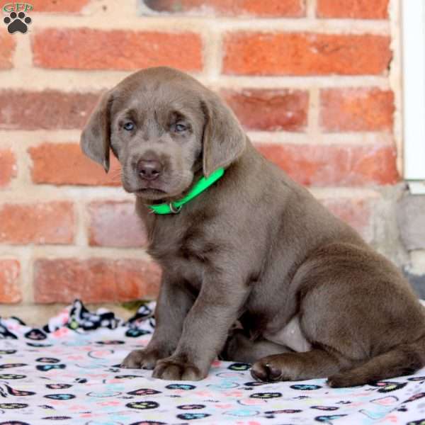 Rosa, Silver Labrador Retriever Puppy