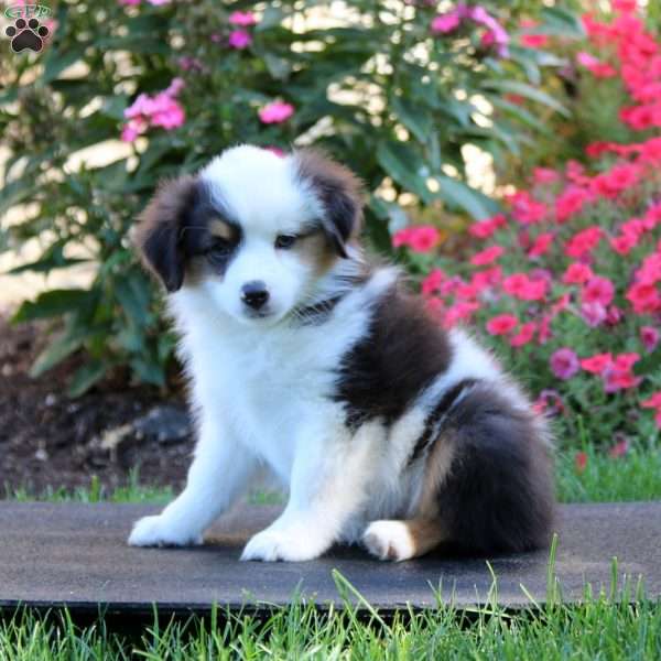 Rosa, Miniature Australian Shepherd Puppy