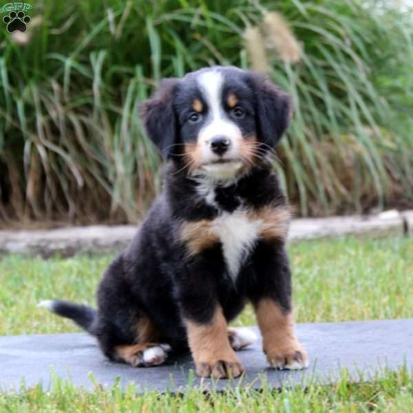 Rosa, Bernese Mountain Dog Puppy