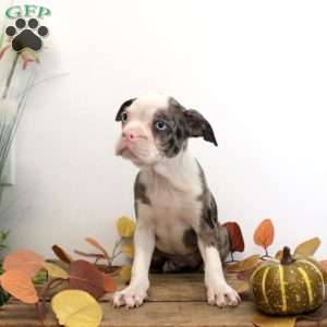 Rosalyn, Boston Terrier Puppy