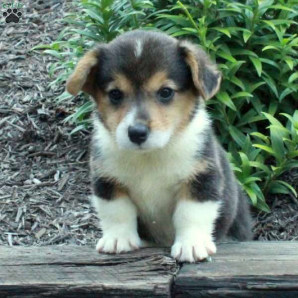 Rosco, Pembroke Welsh Corgi Puppy