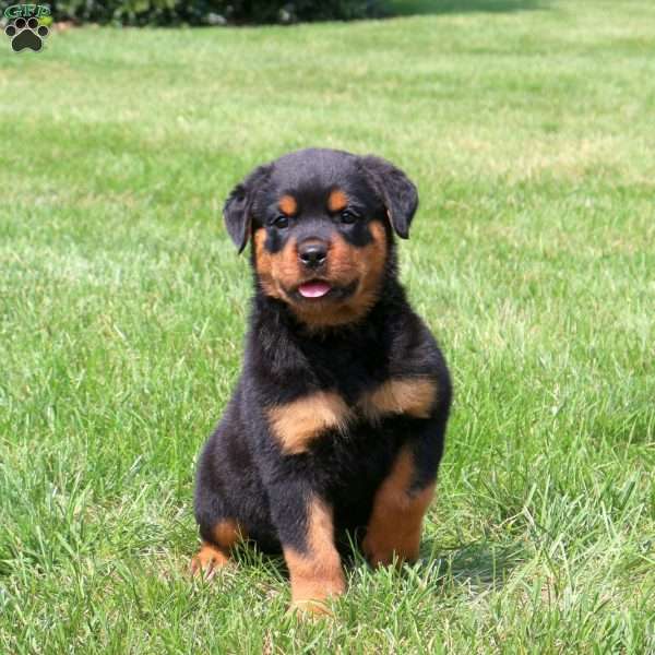 Roscoe, Rottweiler Puppy