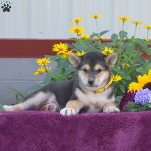 Roscoe, Shiba Inu Puppy